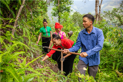 Lào Cai: Rừng phòng hộ Trạm Tấu được trồng hơn 330 ha trong 8 tháng