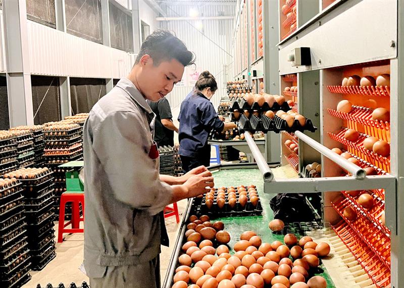 Bắc Ninh ứng dụng công nghệ trong chăn nuôi: Hướng đi tất yếu cho nông nghiệp hiện đại