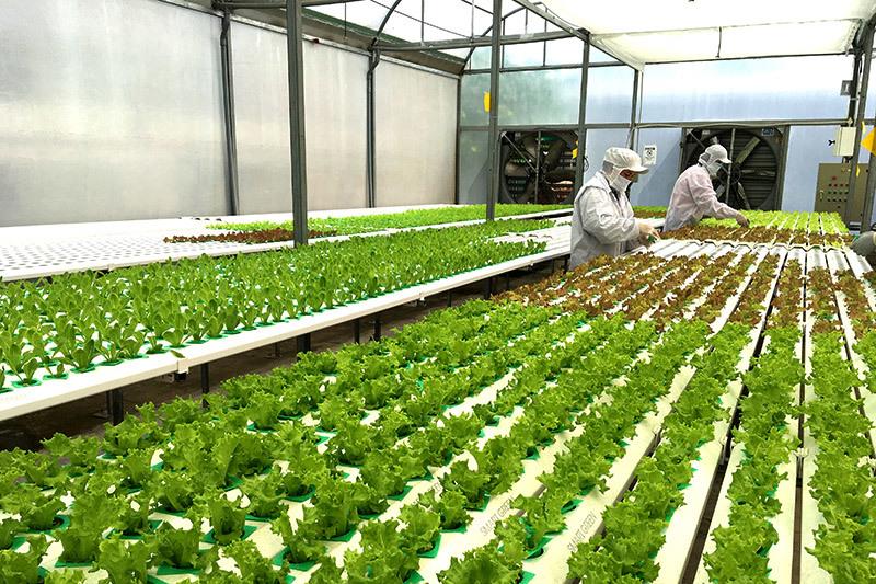 Công tác đổi mới khoa học công nghệ phục vụ phát triển ngành Lâm nghiệp