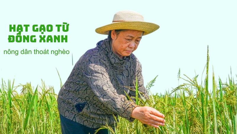 Hạt gạo từ đồng xanh giúp nông dân thoát nghèo