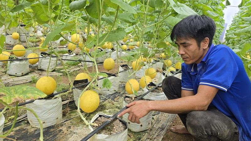 Khoa học công nghệ nông nghiệp: Chìa khóa phát triển kinh tế, giảm nghèo