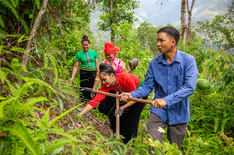 Lào Cai: Rừng phòng hộ Trạm Tấu được trồng hơn 330 ha trong 8 tháng