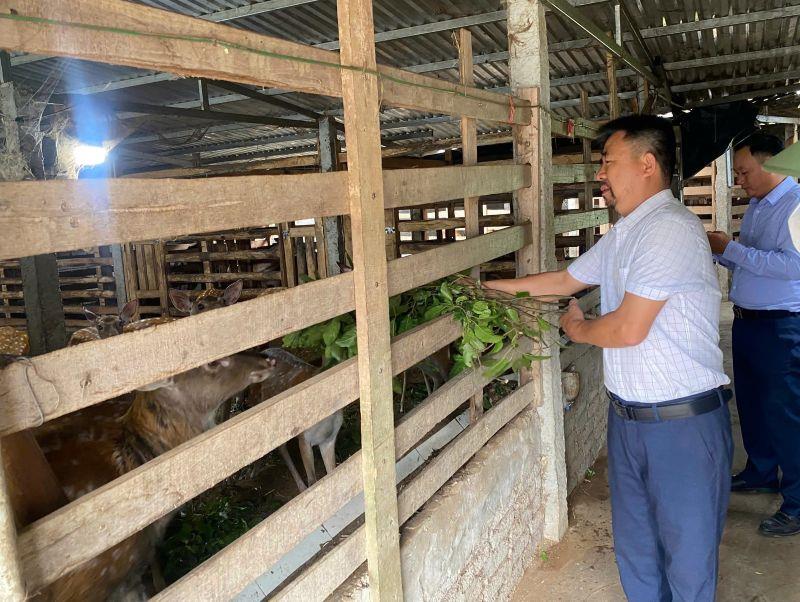 Lão nông xứ Nghệ gần 3 thập kỷ gắn bó với nghề nuôi hươu