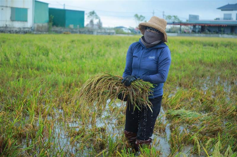 Nghệ An: Quy định mức hỗ trợ sản xuất nông nghiệp vùng bị thiệt hại do thiên tai, dịch hại thực vật