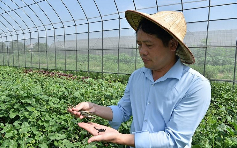 Người gieo mầm hy vọng từ những hạt đậu nhỏ bé