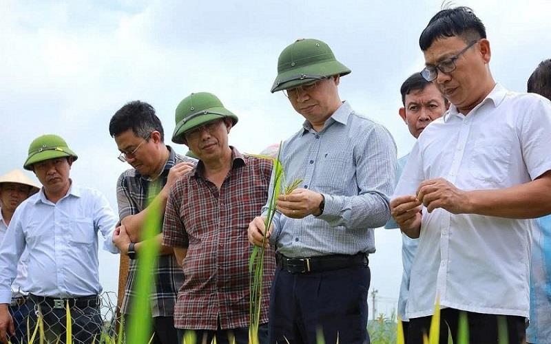 Nhân tố khí tượng gây lúa kết hạt kém trong vụ đông xuân 2025 tại Thanh Hoá, Nghệ An: Nguyên nhân và bài học kinh nghiệm