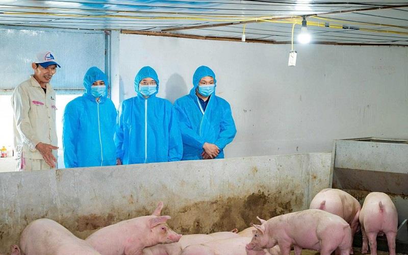 Ninh Bình: Quyết liệt phòng, chống dịch tả lợn Châu Phi