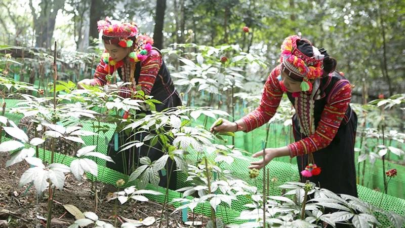 Quy định mới về nuôi, trồng, thu hoạch cây dược liệu trong rừng