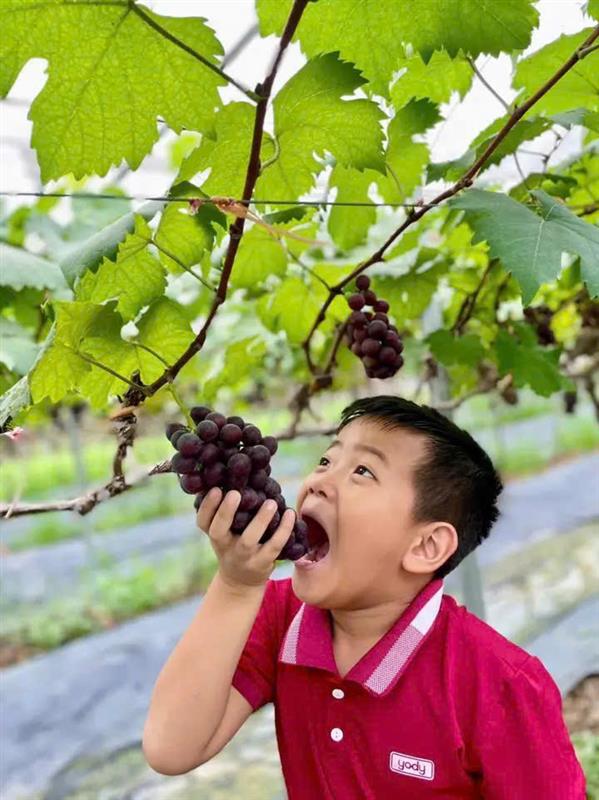 Thanh Hóa: Trồng nho “quý tộc” kết hợp du lịch, hướng đi bền vững