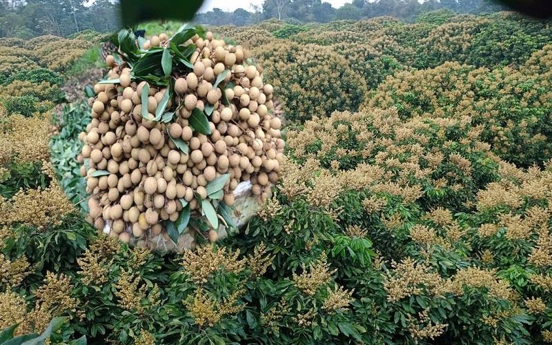 Trồng nhãn trái vụ trên đất cằn, nông dân miền núi xứ Thanh thu “trái ngọt”