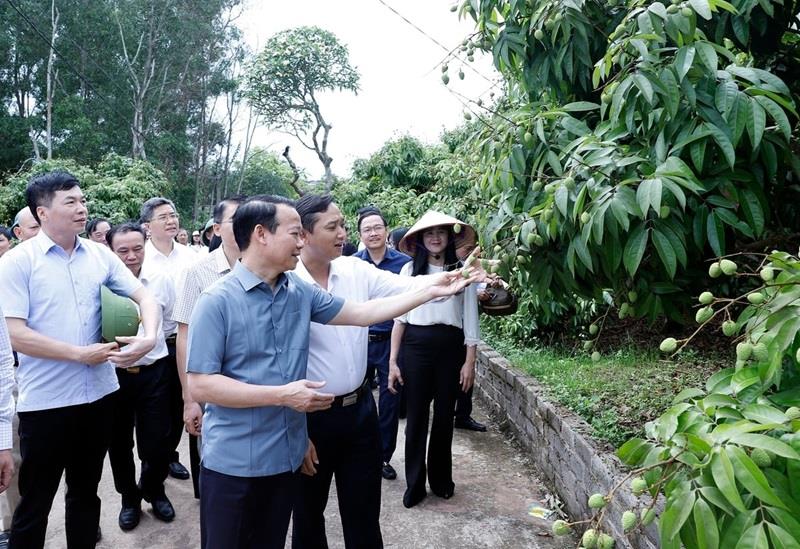 Vải thiều Bắc Giang vào vụ: Bộ trưởng mong 'bứt phá' xuất khẩu