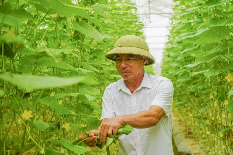 Vùng rau sạch vươn mình giữa đại ngàn