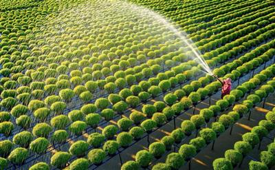 Luật Đất đai năm 2024: Cơ hội thu hút đầu tư vào nông nghiệp xanh