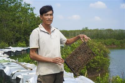 Mùa mật ngọt từ rừng hoa sú vẹt