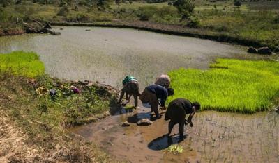 Nắng nóng trên toàn cầu làm tăng giá lương thực và lạm phát