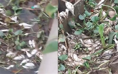Nghĩa Hưng (Nam Định): Cá chết nổi trắng trải dài hàng chục km trên dòng sông Đáy