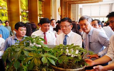 Nghiên cứu xác định khu vực thuận lợi cho trồng di thực cây sâm Ngọc Linh tại tỉnh Quảng Ninh dựa trên đánh giá tài nguyên khí hậu và đất