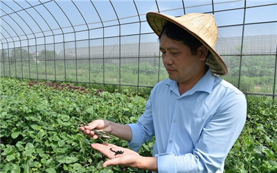 Người gieo mầm hy vọng từ những hạt đậu nhỏ bé
