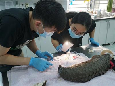 Những động vật hoang dã mãi mãi không thể về “nhà”