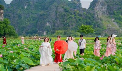 Ninh Bình: Trồng “Quốc hoa” quảng bá, phát triển du lịch nông nghiệp