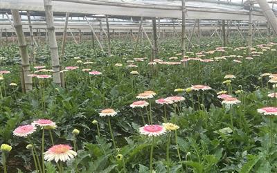 Nông dân Hưng Yên vươn lên làm giàu với nông nghiệp công nghệ cao