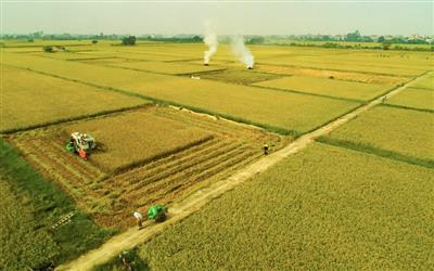 Nông dân Long Xuyên làm giàu nhờ trồng lúa chất lượng cao trên cánh đồng mẫu lớn