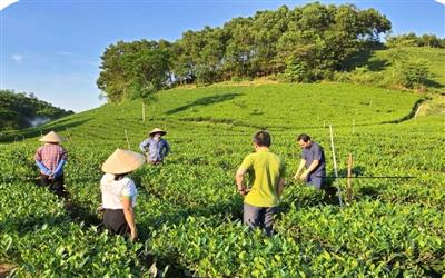 Nông dân Thái Nguyên được hưởng lợi khi sản xuất chè hữu cơ