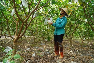 Ổi lê Quý Hương Hà Long: Sản phẩm OCOP 3 sao mang tầm vóc nông nghiệp xanh, bền vững