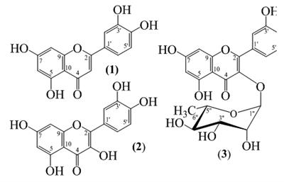 Phân lập và tinh sạch ba hợp chất flavonoid của cao chloroform từ Bí kỳ nam (Hydnophytum formicarum Jack.)