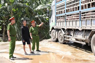 Phát hiện, bắt giữ xe ô tô vận chuyển hơn 180 con lợn nhiễm dịch tả lợn Châu Phi đi tiêu thụ
