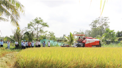 Phát triển bền vững một triệu hecta chuyên canh lúa chất lượng cao