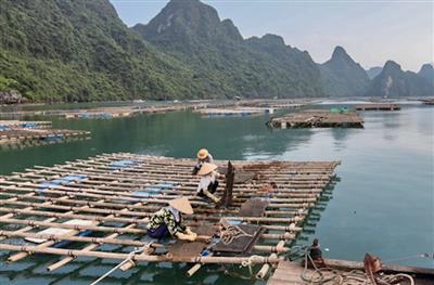 Quảng Ninh: Ứng dụng chuyển đổi số vào nuôi biển, kết hợp du lịch và bảo vệ môi trường
