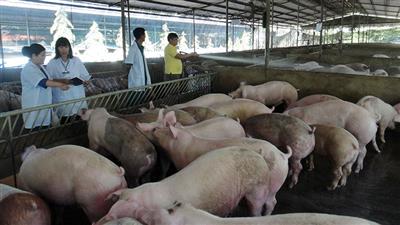 Sắp có mô hình chăn nuôi lợn trong nhà nhiều tầng tại Việt Nam