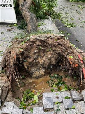 Sự khác nhau khi lập dự toán và nghiệm thu quyết toán giữa cây “tháo bầu” và cây “không tháo bầu”