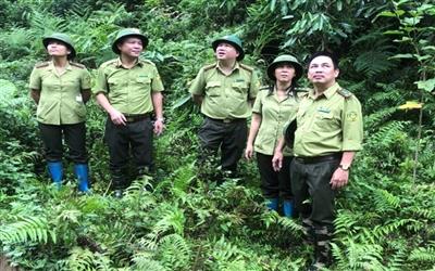 Tăng cường bảo vệ và phát triển rừng bền vững tại Thái Nguyên