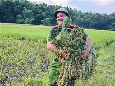 Thanh Hóa: Lực lượng vũ trang ra quân giúp dân thu hoạch lúa tránh báo số 9 - Ragasa