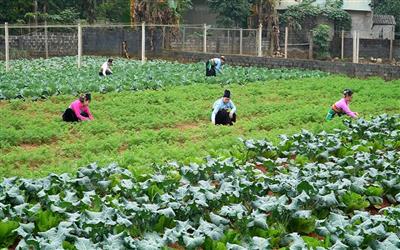 Thanh Hoá: Sản xuất rau sạch, rau an toàn giúp xoá đói, giảm nghèo bền vững