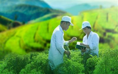 Thảo dược nông nghiệp trong hỗ trợ tuần hoàn máu não - Hướng tiếp cận bền vững gắn kết y học, nông nghiệp và môi trường