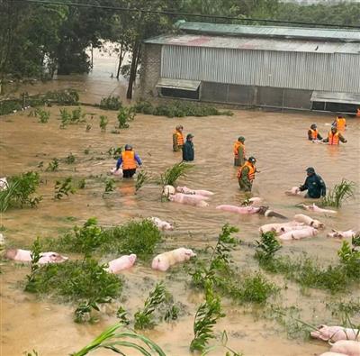 Thiên tai đi qua, khó khăn bủa vây người nông dân xứ Nghệ