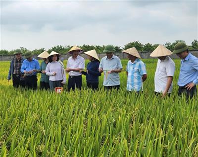 Tín chỉ carbon nông nghiệp ở Nghệ An: Giảm phát thải, không giảm năng suất
