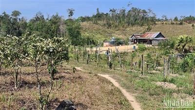 Tranh chấp đất gây mất an ninh trật tự tại Đắk Nông