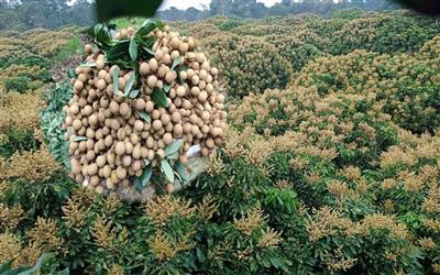 Trồng nhãn trái vụ trên đất cằn, nông dân miền núi xứ Thanh thu “trái ngọt”