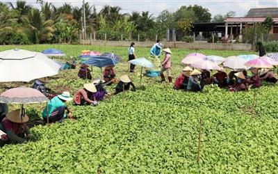 Từ ngày 1/7: Tổng điều tra nông thôn, nông nghiệp năm 2025