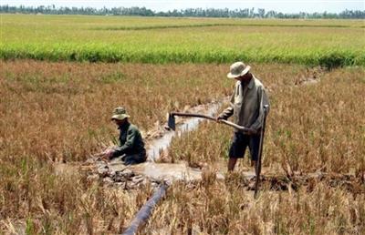 Từ ngày 24-28/3, xâm nhập mặn tăng cao ở cửa sông Cửu Long