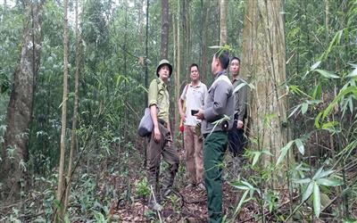 Tuyên Quang: Kiểm lâm chủ động giữ rừng gắn với phát triển kinh tế rừng