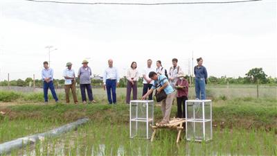 Ứng Hòa mùa lúa xanh - Khi doanh nghiệp Nhật đồng hành cùng nông dân trồng lúa giảm phát thải