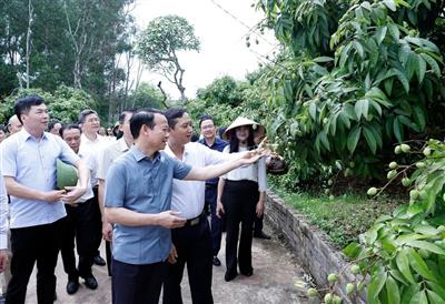 Vải thiều Bắc Giang vào vụ: Bộ trưởng mong 'bứt phá' xuất khẩu