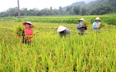 Vi tảo trong ruộng lúa: “Người hùng thầm lặng” giảm khí nhà kính và cải thiện đất trồng