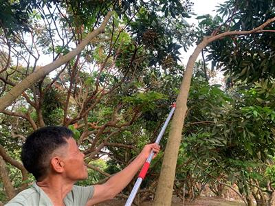 “Được mùa nhãn, lo đầu ra”: Nỗi trăn trở của người dân trồng nhãn ở Hưng Yên