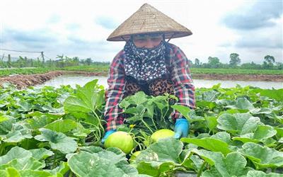 Dưa lê - mùa vàng trên đất ven biển Ninh Bình